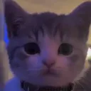 {Archived}CATPLAYZ's Dumb Chill Place