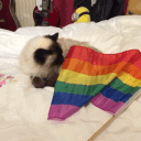 ✨The Gay Den✨ avatar