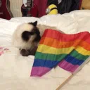 ✨The Gay Den✨
