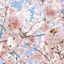 ðŸŒ¸ ð–‡ð–‘ð–”ð–”ð–’ ð–ˆð–†ð–‹é ðŸŒ¸