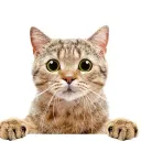 Content & Streamers