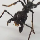 Art Ant