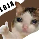 ｡˚ ུ۪۪Loja do Gato Hecker
