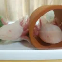 よしこの部屋