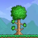 The Forest