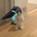𝟵 𝗖𝗼𝗿𝗱