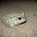 Frens who live in the phone.