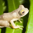  Frog Squad Discord Server Icon