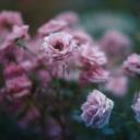 Passion Paradise Hangout Dating Semi Toxic Femboy LGBTQ+ Friendly Gay Date Edating Edate SFW 18+