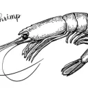 ShrimpClub