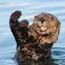 Otter Squad