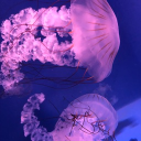 催眠同好会 Discord server icon