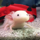 pancake's club