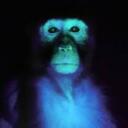 gorillas Discord Server Icon