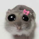 🎀 𝓔𝓬𝓱𝓸 𝓒𝓱𝓪𝓶𝓫𝓮𝓻  🎀