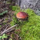 Southwest Shroomery