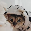 Moo Moo Meowdos