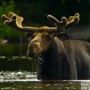 The Moose Hung out