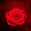 Alola's Roses