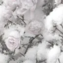 ࿎𝓢𝓷𝓸𝓸𝓹𝔂 𝓒𝓸𝓻𝓮♥࿎'s icon