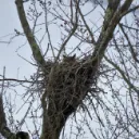 Nest SMP