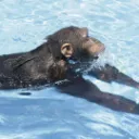 monkey aquarium