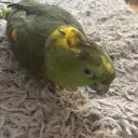 Birb Paradise's icon