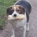 dog hero chamber