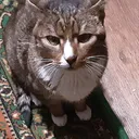 долина котиков