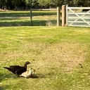 ₊ ⊹  Discord Server Icon