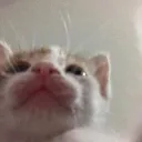 Meow Zone