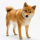 Wishlist Doggo