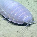 Isopod Clan