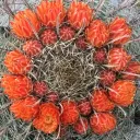 YAC (Young Adult Community) - Tucson