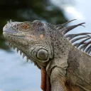 The Secret Iguana Club