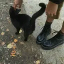 ~Almas Perdidas 🍂🪵 discord icon