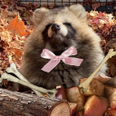 (   ˙ᵕ˙）✦﹐　🦝　raccoon dogs　!! Discord server icon