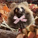 ( ˙ᵕ˙）﹐　　raccoon dogs　!! Discord Server Icon