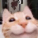 very cool cat hangout