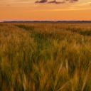 ✧.*rye field✧.*