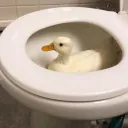 Ved's Toilet