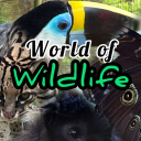 Discovery icon for World of Wildlife š² Discord server