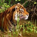 World of Wildlife 🌲 avatar