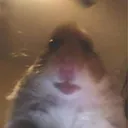 Los Hamstercitos