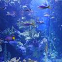 System Aquarium DISBOARD Discord Server List