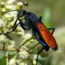 CAL ENTOMOLOGY CLUB