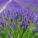 lavender garden