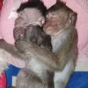 Alliαηce Castré-lo Amigos & Co... Discord Server Icon