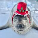   ̊ . max's orb Discord Server Icon
