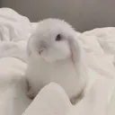 Rabbit₍ ᐢ. ̫ .ᐢ ₎